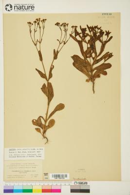 Valerianella amarella