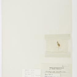 Arctagrostis Griseb.