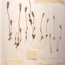 Gentianopsis detonsa