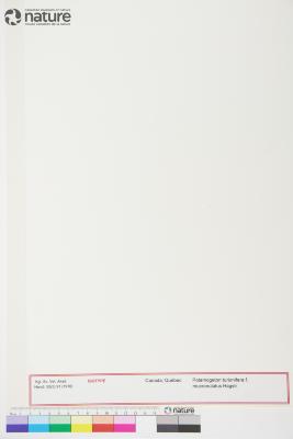 Potamogeton berchtoldii