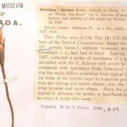 Gentianopsis detonsa