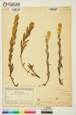 Castilleja levisecta