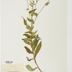 Hieracium umbellatum