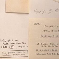 Gentianopsis detonsa