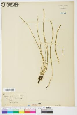 Equisetum nelsonii