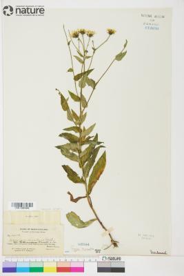 Hieracium umbellatum