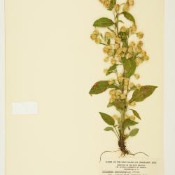 Solidago L.