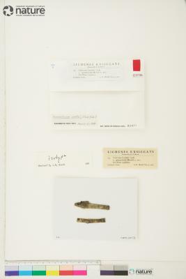 Phaeocalicium curtisii