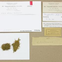 Pterigynandrum filiforme