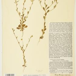 Chaetopappa bellidifolia