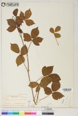 Rubus biformispinus
