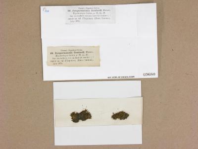 Solenostoma sphaerocarpum