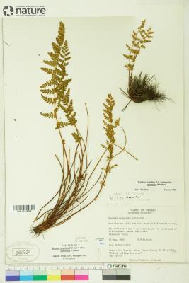 Physematium scopulinum
