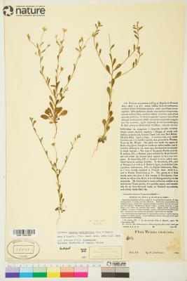 Chaetopappa bellidifolia