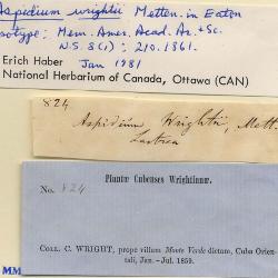 Steiropteris wrightii