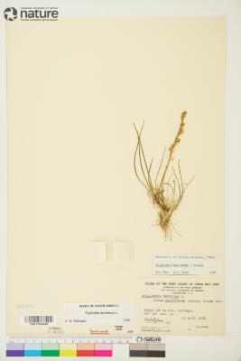 Triglochin Riv. ex L.