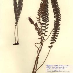 Steiropteris wrightii