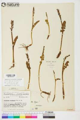 Botrychium minganense