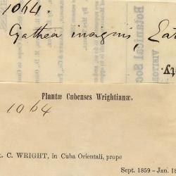 Sphaeropteris insignis