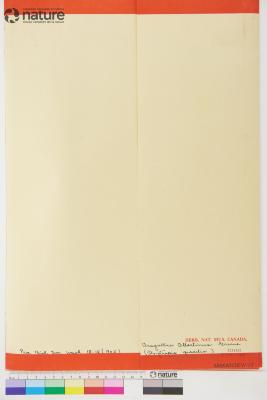 Penstemon albertinus