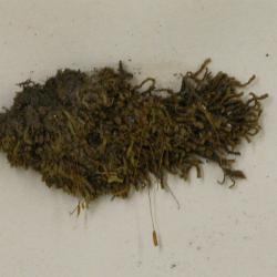 Solenostoma sphaerocarpum