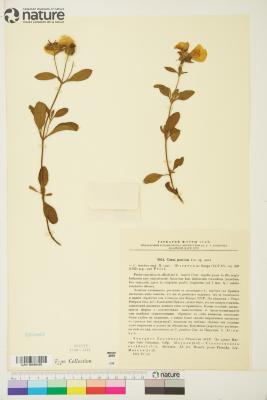 Cistus tauricus