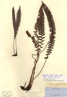 Steiropteris wrightii