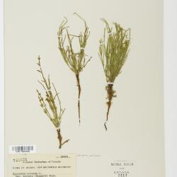 Equisetum arvense