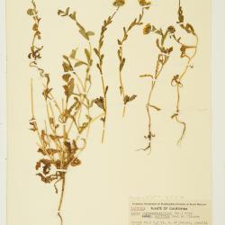 Layia chrysanthemoides