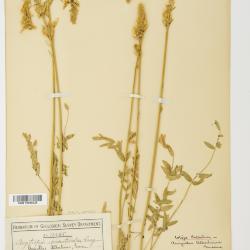 Penstemon albertinus