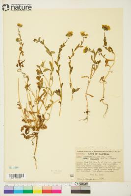 Layia chrysanthemoides