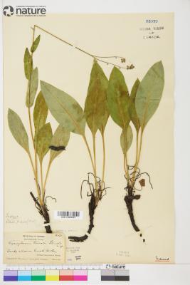 Andersonglossum boreale