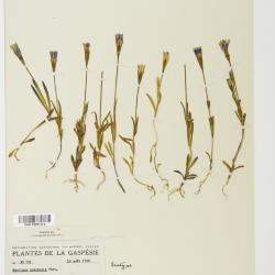 Gentianopsis macounii