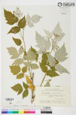 Rubus flagellaris