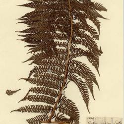 Sphaeropteris insignis