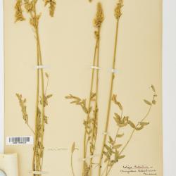 Penstemon albertinus