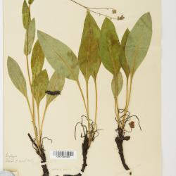 Andersonglossum boreale