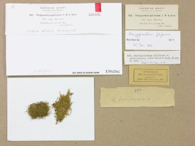 Pterigynandrum filiforme