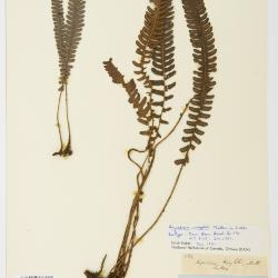 Steiropteris wrightii