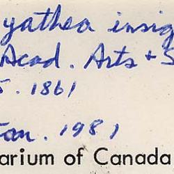 Sphaeropteris insignis