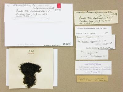 Schistidium holmenianum