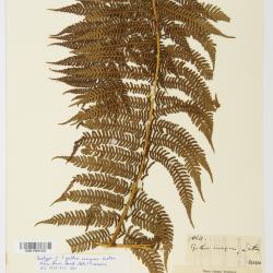 Sphaeropteris insignis