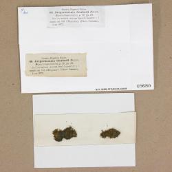 Solenostoma sphaerocarpum