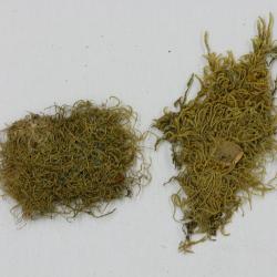 Pterigynandrum filiforme