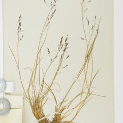 Puccinellia vaginata