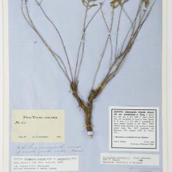 Heterotheca stenophylla