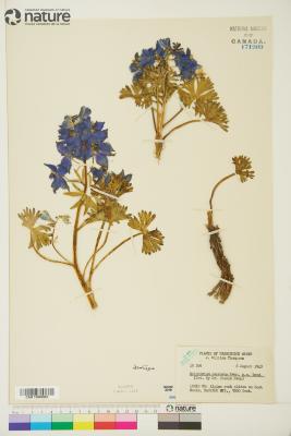Delphinium glareosum