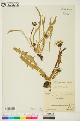 Taraxacum ceratophorum