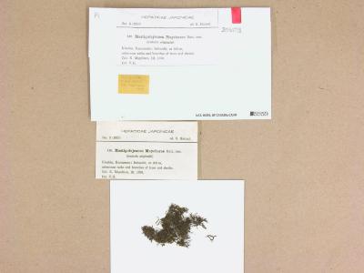 Thysananthus humilis