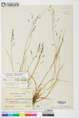 Puccinellia vaginata